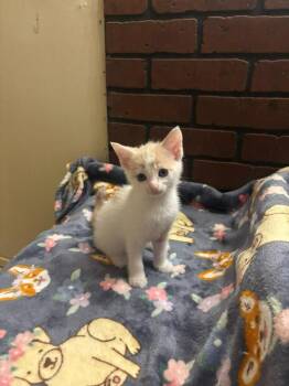 Ravioli -  Domestic Short Hair Cat for Adoption in Hillsboro, Ohio - Ravioli | PetCurious