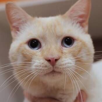 Siamese Cats Available for Adoption in Hilliard, Ohio - Big Boy | PetCurious
