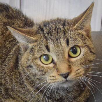 Rescue Tabby and Domestic Short Hair Cats for Adoption in Huntley, Illinois - Charlie | PetCurious