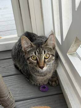 Huckleberry -  Domestic Short Hair Cat for Adoption in Emerald Isle, North Carolina - Huckleberry | PetCurious