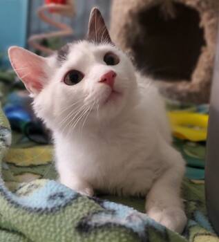 Rescue Domestic Long Hair Cats for Adoption in Wasilla, Alaska - Halo | PetCurious