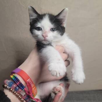Rescue Domestic Short Hair Cats for Adoption in Portage, Michigan - Eleanor | PetCurious