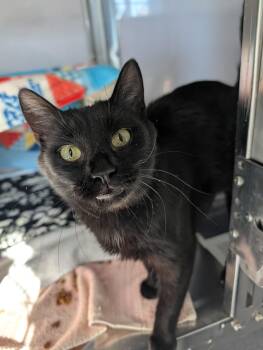 Rescue Domestic Short Hair Cats for Adoption - Midnight Rain | PetCurious