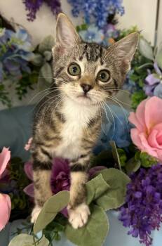 Rescue Domestic Short Hair Cats for Adoption in Stillwater, Oklahoma - 6/12/25 - Puddle | PetCurious
