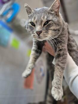 Rescue Domestic Short Hair Cats for Adoption in Byron Center, Michigan - Nermal | PetCurious