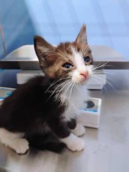 KALE -  Domestic Short Hair Cat for Adoption in San Bernardino, California - KALE | PetCurious