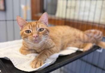 Little Mike -  Domestic Short Hair Cat for Adoption in Columbus, Nebraska - Little Mike | PetCurious