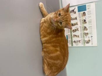 Rescue Domestic Short Hair Cats for Adoption in Athens, Tennessee - Elliot | PetCurious