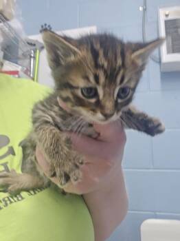 Crane -  Domestic Short Hair Cat for Adoption in Evansville, Indiana - Crane | PetCurious