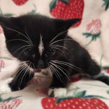 Tootsie -  Domestic Short Hair Cat for Adoption in Brighton, Missouri - Tootsie | PetCurious