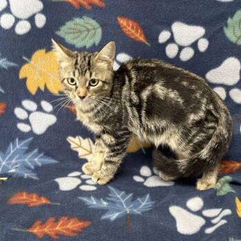 June Bug -  Domestic Short Hair Cat for Adoption in Valdosta, Georgia - June Bug | PetCurious