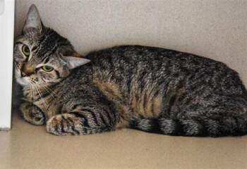 PENNE -  Domestic Short Hair Cat for Adoption in Loveland, Colorado - PENNE | PetCurious