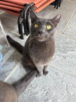 Luner -  Domestic Short Hair Cat for Adoption in Port Jervis, New York - Luner | PetCurious