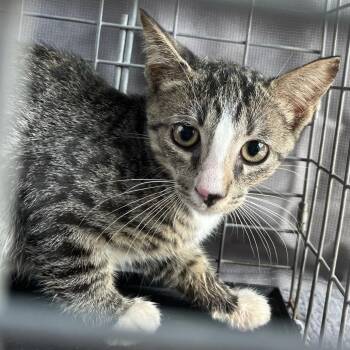 Pep -  Domestic Short Hair Cat for Adoption in Lake Jackson, Texas - Pep | PetCurious