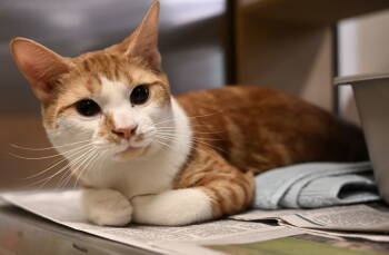 Rescue Oriental Short Hair Cats for Adoption in Herndon, Virginia - Jasper | PetCurious