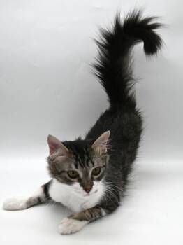 Maine Coon Cats Available for Adoption - Scarlett O’hara (Sweet And Sassy) | PetCurious