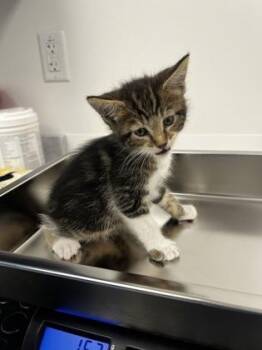 Ulna -  Domestic Short Hair Cat for Adoption in Roseville, California - Ulna | PetCurious