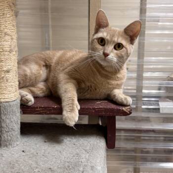Domestic Short Hair Cats Available for Adoption in Logan, Ohio - Echo | PetCurious