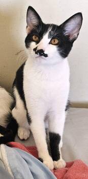 Domestic Short Hair Cats Available for Adoption - Kitten Garlic Bread | PetCurious