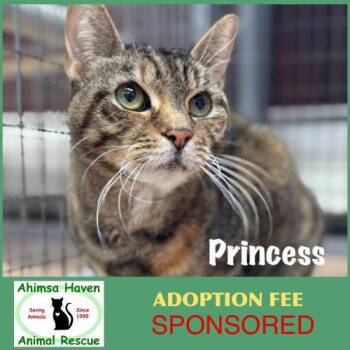 Princess -  Domestic Short Hair Cat for Adoption in Winchendon, Massachusetts - Princess | PetCurious