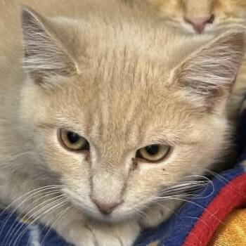 Satsuma -  Domestic Short Hair Cat for Adoption in Durango, Colorado - Satsuma | PetCurious