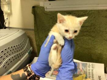 Domestic Short Hair Cats Available for Adoption in Riverside, California - CATFISH | PetCurious