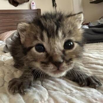 Yakitori -  Domestic Short Hair Cat for Adoption in Leander, Texas - Yakitori | PetCurious