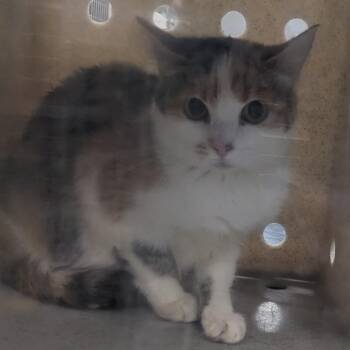 Juneberry -  Domestic Short Hair Cat for Adoption in Salt Lake City, Utah - Juneberry | PetCurious