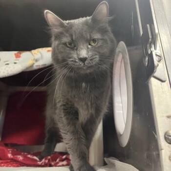 Athena -  Domestic Medium Hair and Domestic Short Hair Cat for Adoption in Wheaton, Illinois - Athena | PetCurious