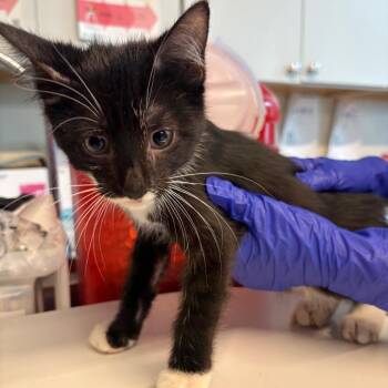 Haskell -  Domestic Short Hair Cat for Adoption in Huntington, West Virginia - Haskell | PetCurious