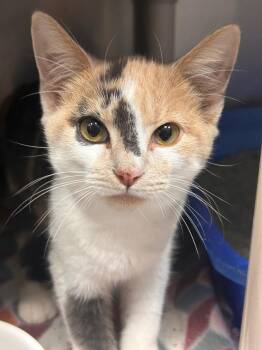 Coco -  Calico Cat for Adoption in New Cumberland, West Virginia - Coco | PetCurious