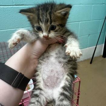 BLT -  Domestic Medium Hair Cat for Adoption in Gadsden, Alabama - BLT | PetCurious