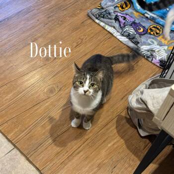 Domestic Short Hair Cats Available for Adoption - Dottie 2 | PetCurious