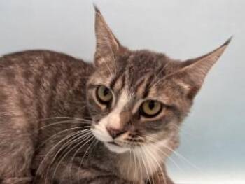 Slater -  Domestic Short Hair Cat for Adoption in Golden Valley, Minnesota - Slater | PetCurious