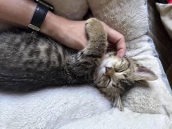 Connor -  Domestic Medium Hair Cat for Adoption in Crystal Lake, Illinois - Connor | PetCurious