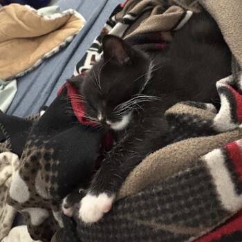 Tucker -  Domestic Short Hair Cat for Adoption in Winston-salem, North Carolina - Tucker | PetCurious
