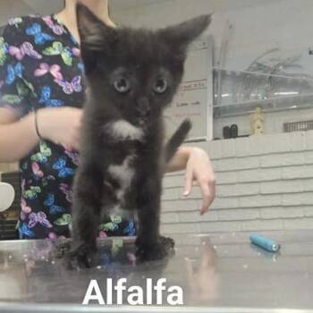 Alfalfa -  Domestic Short Hair Cat for Adoption in Rocky Mount, Virginia - Alfalfa | PetCurious