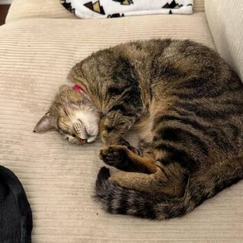 Domestic Short Hair Cats Available for Adoption in Evansville, Indiana - Sadie | PetCurious