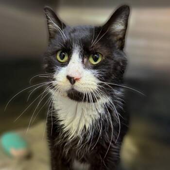 Domestic Short Hair Cats Available for Adoption - Melvin | PetCurious