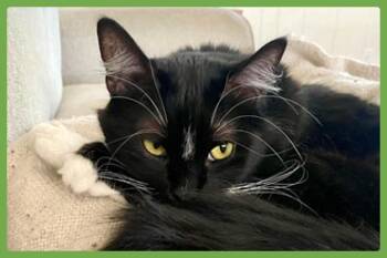 Momo -  Domestic Long Hair Cat for Adoption in Amherst, Massachusetts - Momo | PetCurious