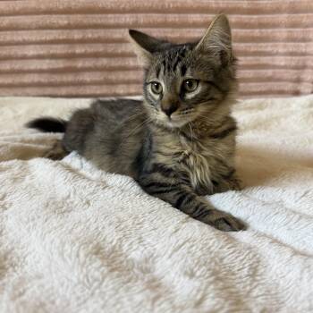 Wren -  Domestic Medium Hair Cat for Adoption in Syracuse, New York - Wren | PetCurious