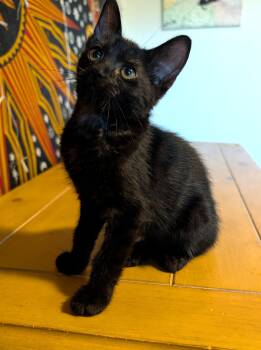 Daisy — 16-Week-Old Black Girl -  Domestic Short Hair Cat for Adoption in Prescott, Arizona - Daisy — 16-Week-Old Black Girl | PetCurious