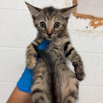 Reva -  Domestic Short Hair Cat for Adoption in Edinburg, Texas - Reva | PetCurious