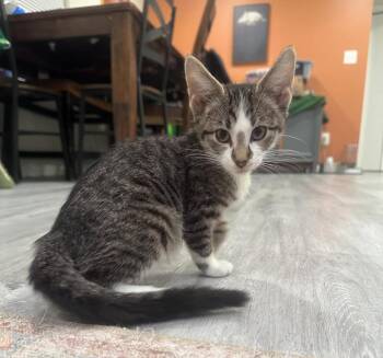 Domestic Short Hair Cats Available for Adoption - Boots | PetCurious