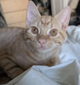 Rescue Domestic Short Hair Cats for Adoption in Alexandria, Virginia - Simon Says | PetCurious