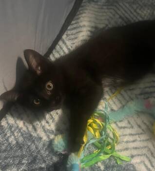 Honeybee -  Domestic Short Hair Cat for Adoption in Hamilton, Ohio - Honeybee | PetCurious