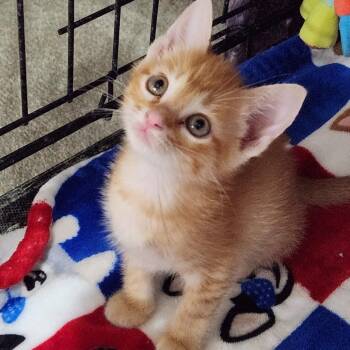 Saffron K46455 -  Domestic Short Hair Cat for Adoption in Corsicana, Texas - Saffron K46455 | PetCurious