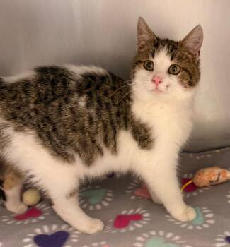 Domestic Short Hair Cats Available for Adoption - Dust Bunny | PetCurious