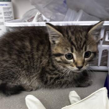 Domestic Medium Hair Cats Available for Adoption in Hattiesburg, Mississippi - Banana | PetCurious