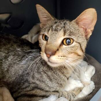 Donovan -  Domestic Short Hair Cat for Adoption in Oshkosh, Wisconsin - Donovan | PetCurious